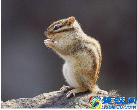 怎么抓松鼠 教你如何抓松鼠