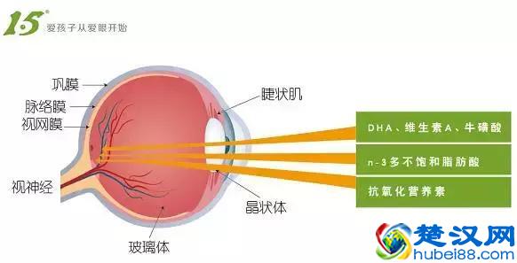 保护眼睛，从正确认识眼角膜开始~