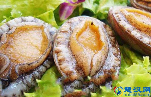 鲜鲍鱼能生吃吗 鲍鱼的营养价值是什么