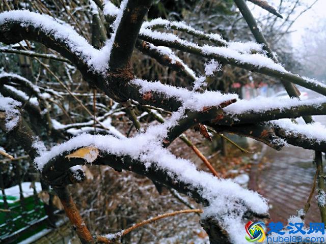 白雪却嫌春色晚