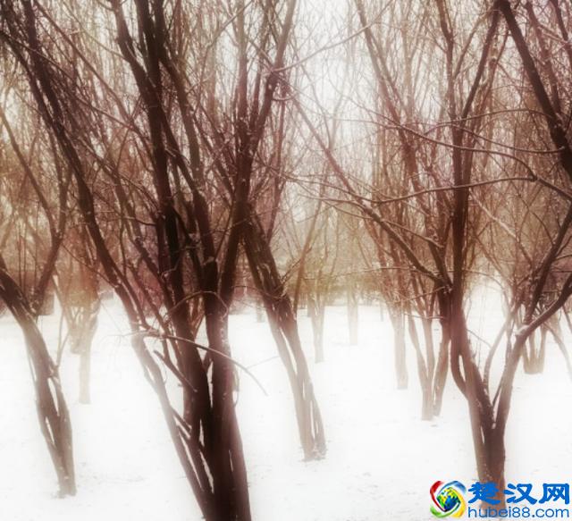 白雪却嫌春色晚