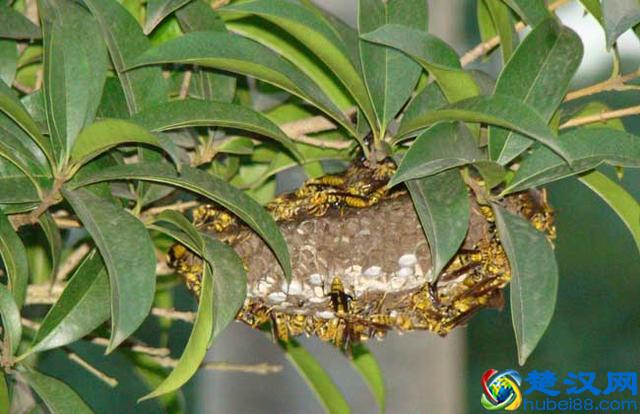 马蜂在家筑巢是凶是福 马蜂窝如何消灭才好