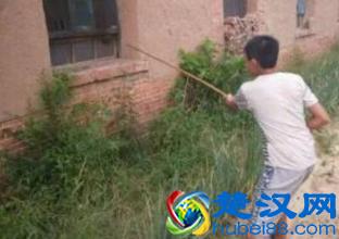 农村常见的马蜂窝，是好中药，有5大用处，您知道吗？