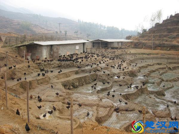 农村养殖什么本钱少又好养不愁销路！