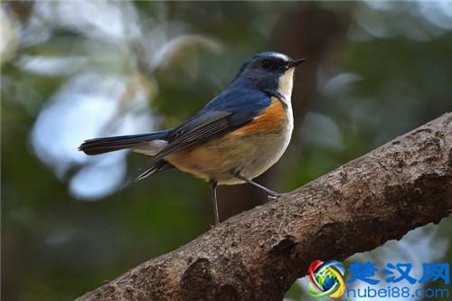 支气管炎用什么消炎药最管用？看看医生怎么说