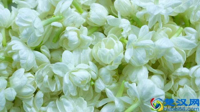 适合喝茉莉花茶的人，茉莉花茶到底属于什么茶