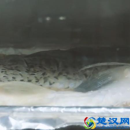 教你在家也能做烤鱼，外焦里嫩，味道鲜香，不比烤鱼店的口感差