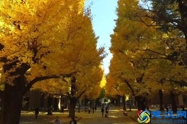 东京大学入学条件有哪些？