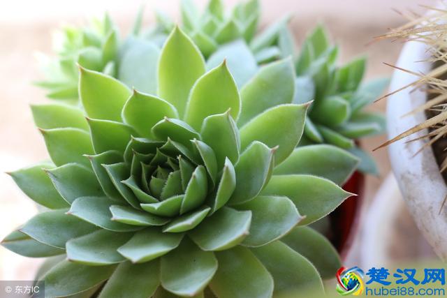 人体生物钟到底是什么？