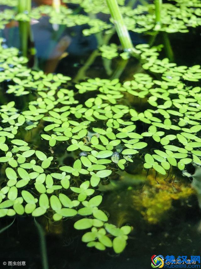 鱼苗的食性与生长特点，看完你就会对鱼苗的生长过程有所了解