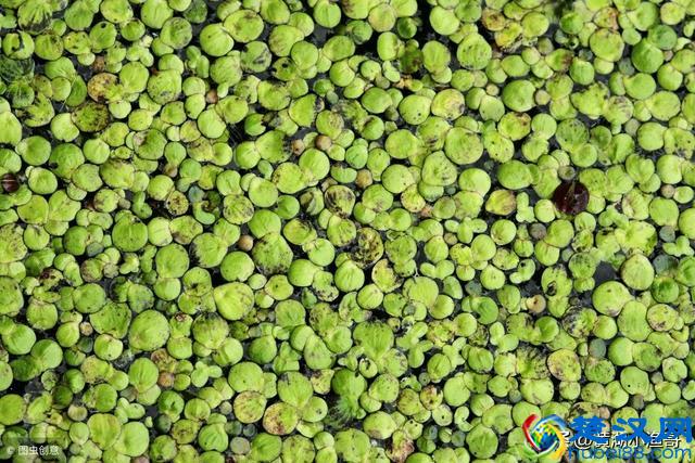 鱼苗的食性与生长特点，看完你就会对鱼苗的生长过程有所了解