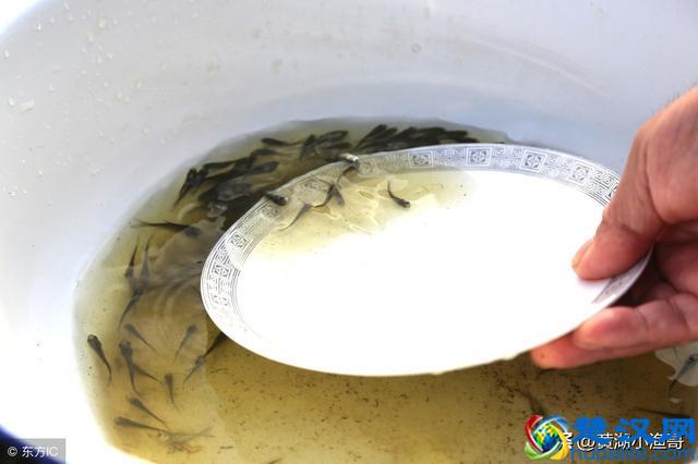 鱼苗的食性与生长特点，看完你就会对鱼苗的生长过程有所了解