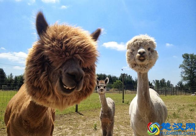 羊驼为什么又叫草泥马