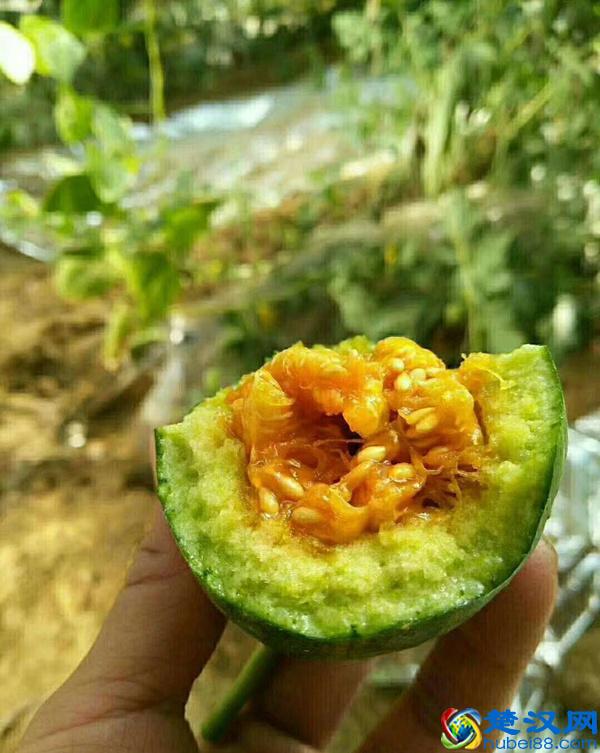 吃香瓜连皮一起啃，含有维生素C、B，消化性溃疡患者不适合吃