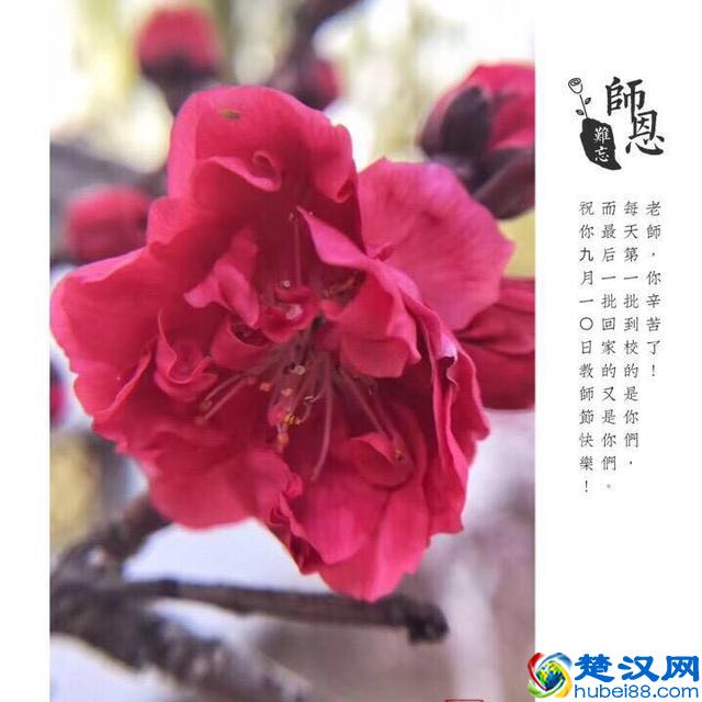 教你手机制作专属“教师节感恩卡”｜内赠8张无水印感恩卡