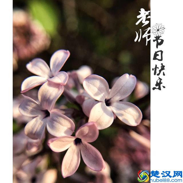 教你手机制作专属“教师节感恩卡”｜内赠8张无水印感恩卡