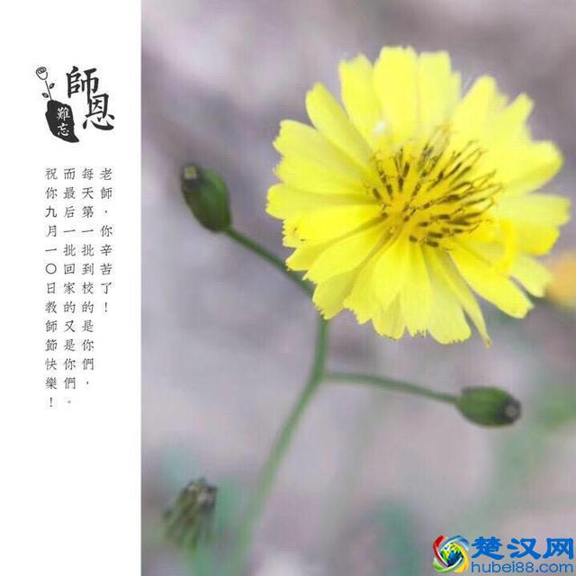 教你手机制作专属“教师节感恩卡”｜内赠8张无水印感恩卡