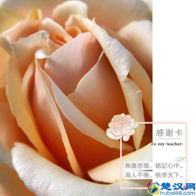 教你手机制作专属“教师节感恩卡”｜内赠8张无水印感恩卡