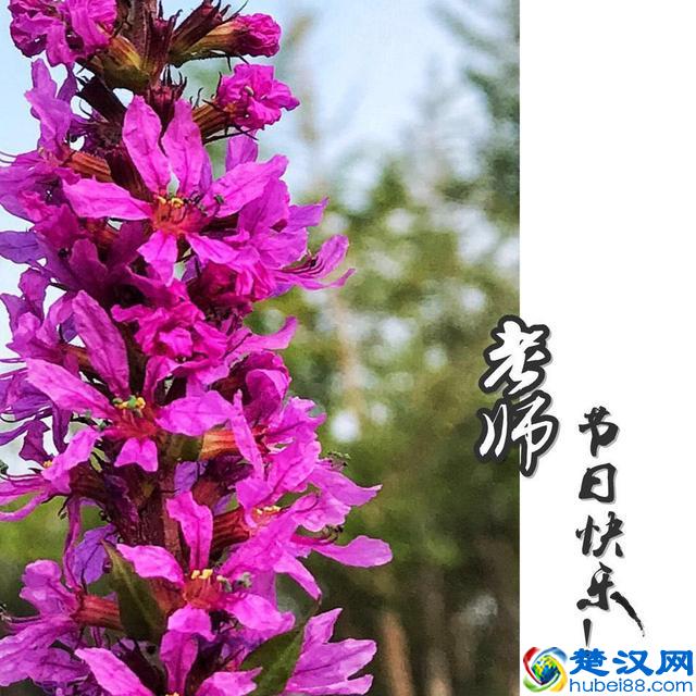 教你手机制作专属“教师节感恩卡”｜内赠8张无水印感恩卡