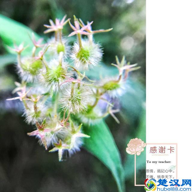 教你手机制作专属“教师节感恩卡”｜内赠8张无水印感恩卡