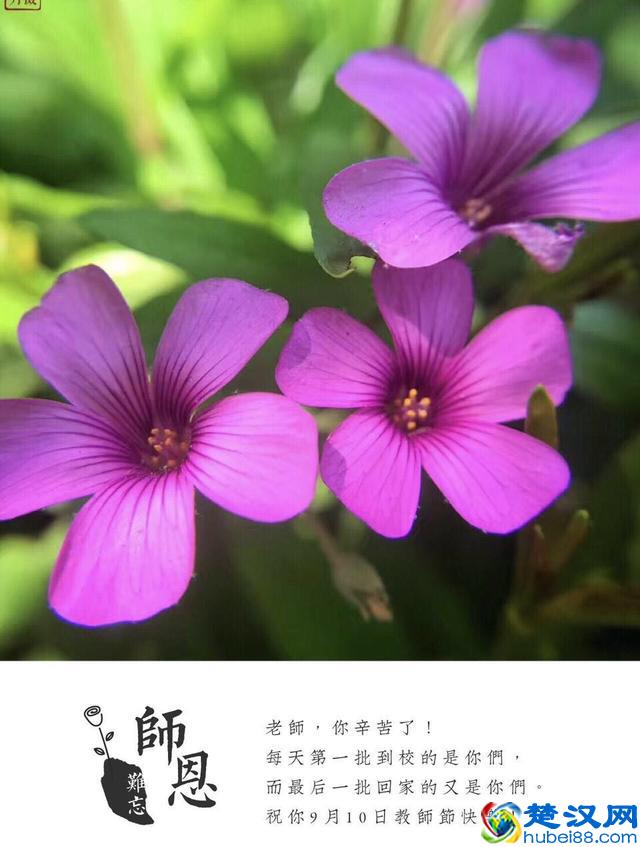 教你手机制作专属“教师节感恩卡”｜内赠8张无水印感恩卡