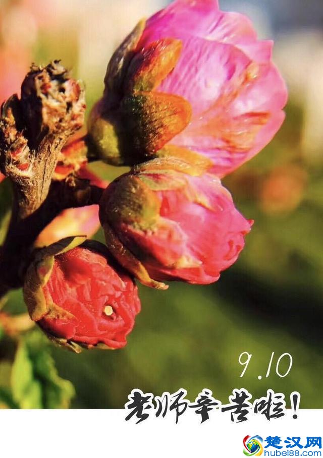 教你手机制作专属“教师节感恩卡”｜内赠8张无水印感恩卡