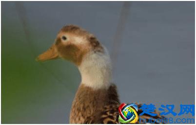 这个品种的鸭，最适合农间养了，想养鸭的农民朋友看过来！