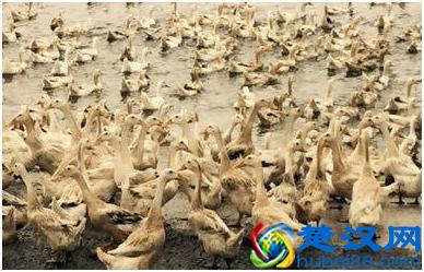 这个品种的鸭，最适合农间养了，想养鸭的农民朋友看过来！