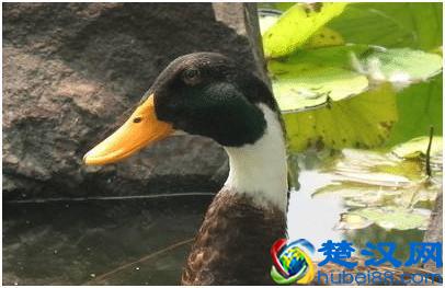 这个品种的鸭，最适合农间养了，想养鸭的农民朋友看过来！