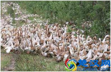 这个品种的鸭，最适合农间养了，想养鸭的农民朋友看过来！