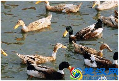 这个品种的鸭，最适合农间养了，想养鸭的农民朋友看过来！