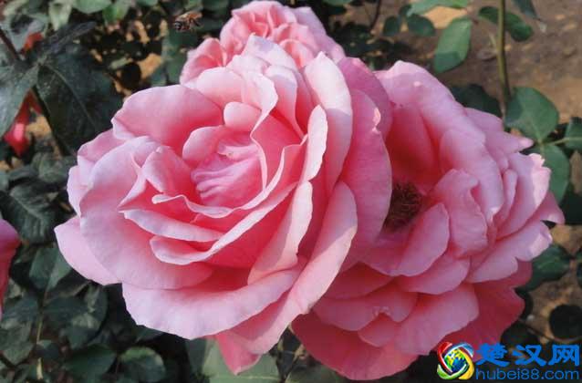 月季花什么时候开花 月季的开花条件有哪些