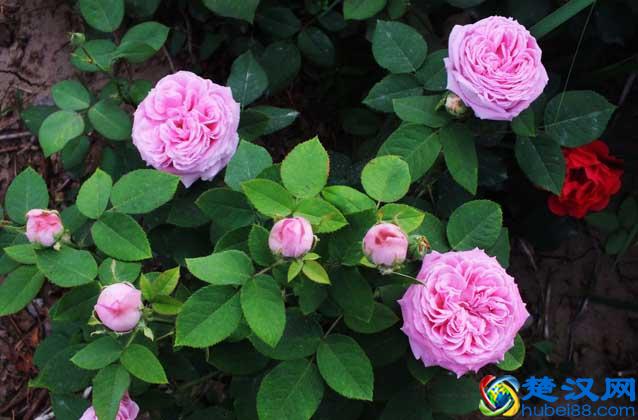 月季花什么时候开花 月季的开花条件有哪些