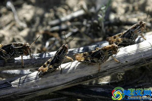 农村害虫能致富？盘点致富害虫品种！