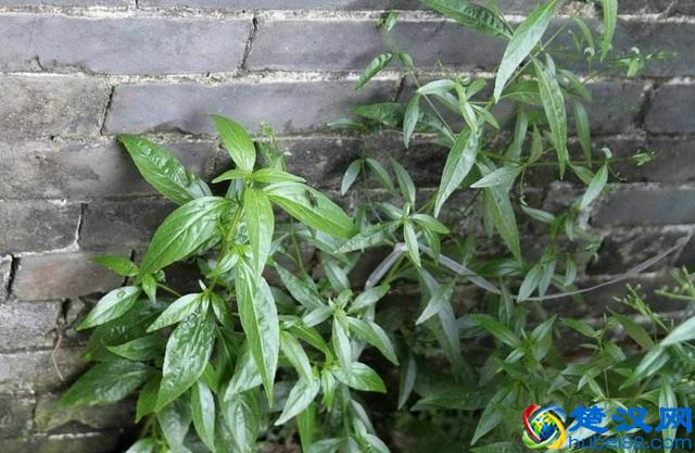 这种草南方常见，是抗病毒的首选药物之一！种植前景好，效益高！