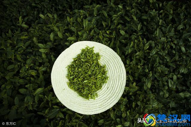 常喝龙井茶对身体有什么好处?