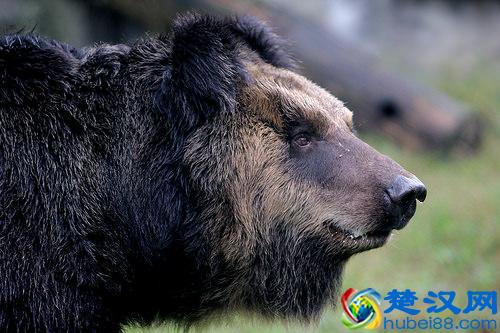 活取熊胆过程实拍,惨状令人触目惊心