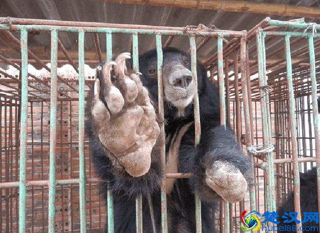 活取熊胆过程实拍,惨状令人触目惊心