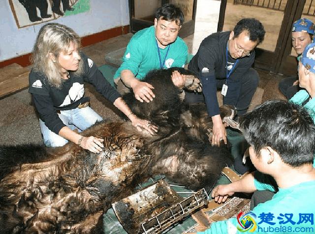 活取熊胆过程实拍,惨状令人触目惊心
