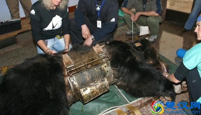 活取熊胆过程实拍,惨状令人触目惊心