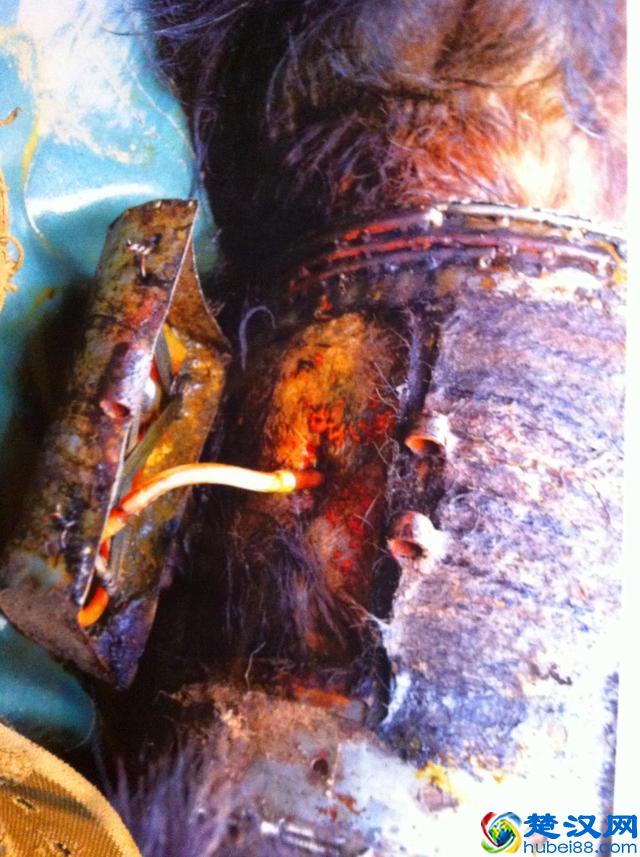 活取熊胆过程实拍,惨状令人触目惊心