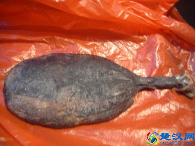 活取熊胆过程实拍,惨状令人触目惊心