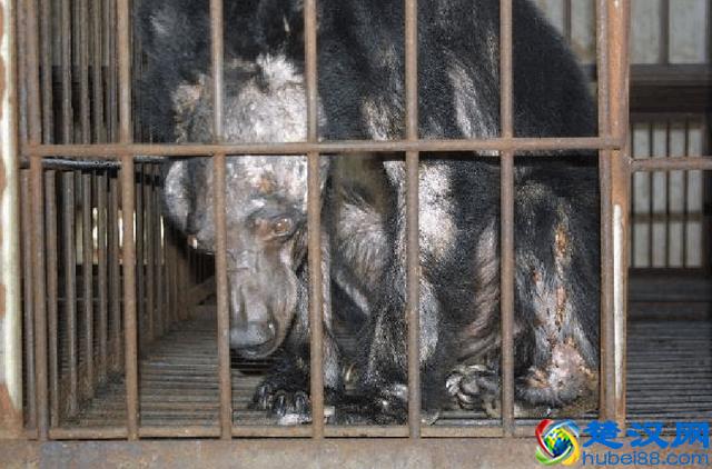 活取熊胆过程实拍,惨状令人触目惊心