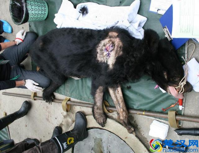 活取熊胆过程实拍,惨状令人触目惊心