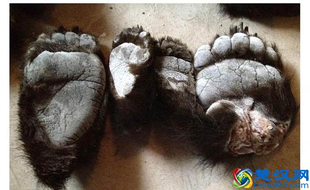 活取熊胆过程实拍,惨状令人触目惊心