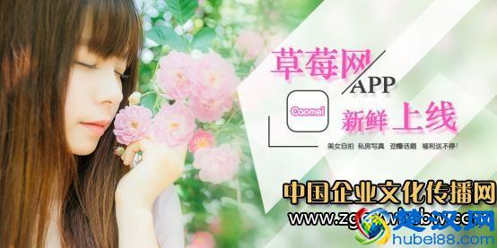 草莓网:草莓红人show上线,唱衰网网红锥子脸