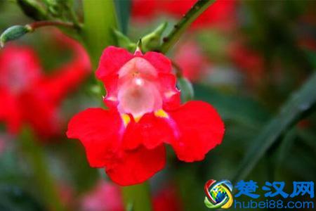 天然植物黑发染发剂的制作方法，快来试一试！