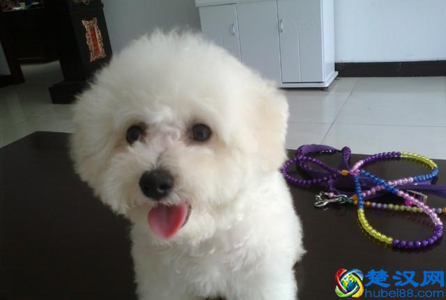 干货篇:新手饲养比熊犬指南