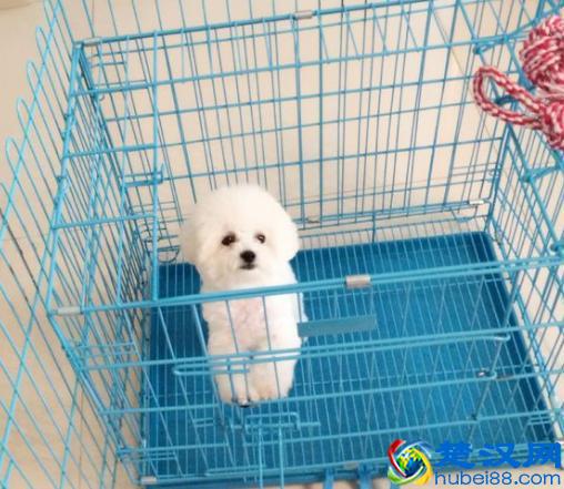 干货篇:新手饲养比熊犬指南