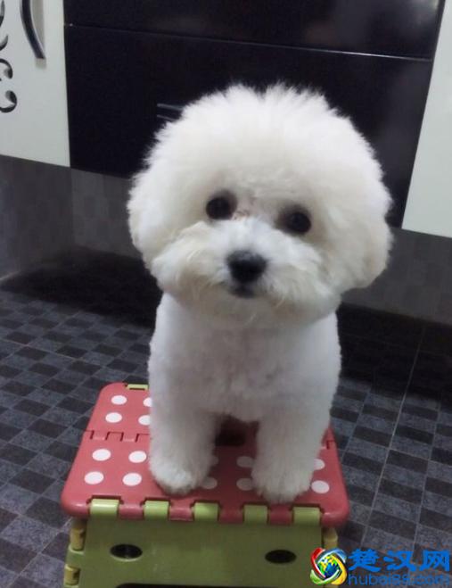 干货篇:新手饲养比熊犬指南